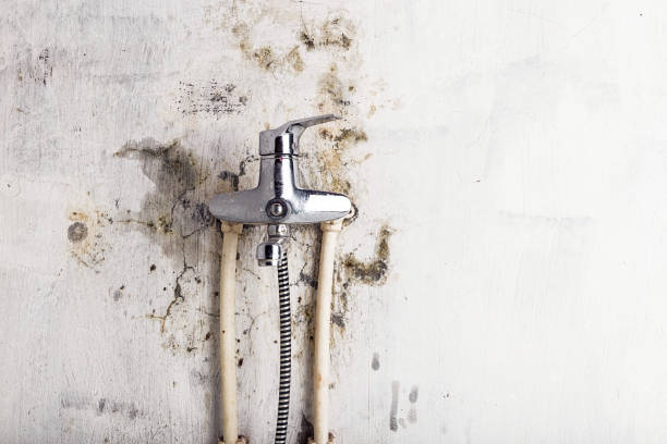 Best Insurance-Related Mold Remediation in Glen Ellyn, IL
