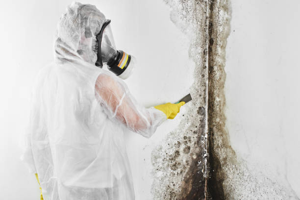 Glen Ellyn, IL Mold Remediation Company