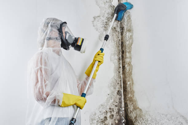 Best Attic Mold Remediation in Glen Ellyn, IL