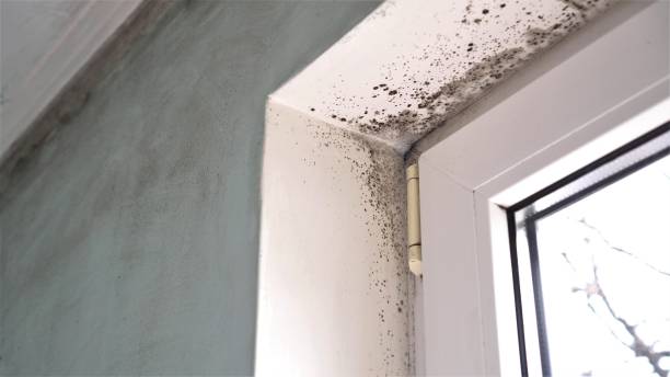 Best Mold Testing and Inspection Services in Glen Ellyn, IL