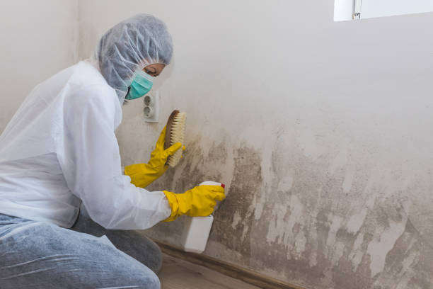 Best Basement Mold Remediation in Glen Ellyn, IL