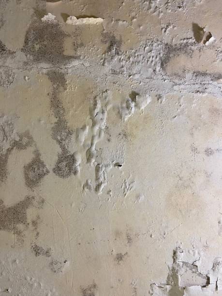 Best Localized Mold Remediation (e.g., coastal areas, humid climates) in Glen Ellyn, IL