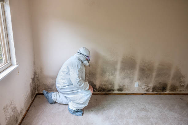 Best Industrial Mold Remediation in Glen Ellyn, IL