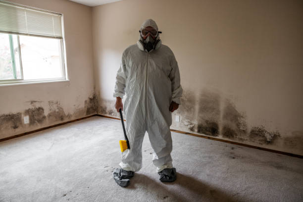 Best Residential Mold Remediation in Glen Ellyn, IL