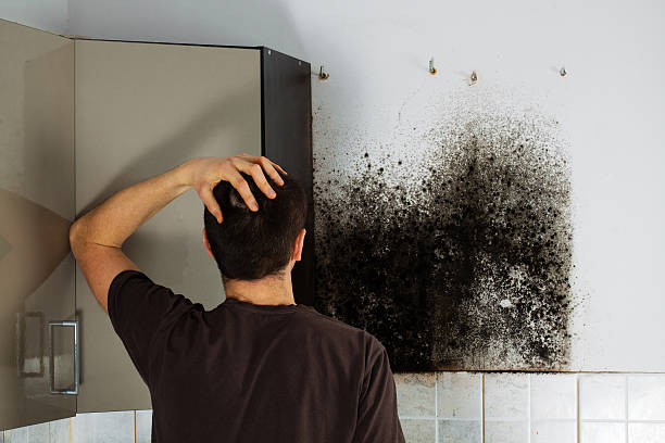 Best Black Mold Remediation in Glen Ellyn, IL