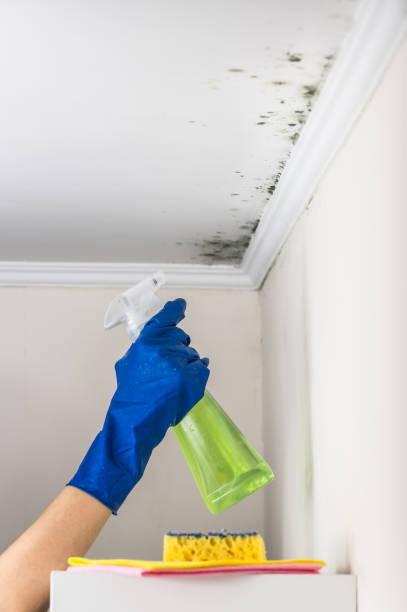 Best Localized Mold Remediation (e.g., coastal areas, humid climates) in Glen Ellyn, IL